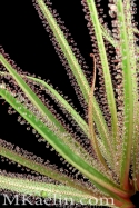 Drosera%20Regia%20Big%20Easy (thumbnail)