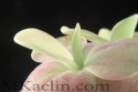 Pinguicula%20Fraisers%20Beaut (thumbnail)