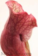 Sarracenia%20Purpurea%20Backside%20W (thumbnail)