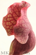 Sarracenia%20Purpurea%20Frontside%20W (thumbnail)