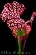 Sarracenia%20Leucophylla%20Red%20Frontside (thumbnail)