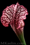 Sarracenia%20Leucophylla%20Red%20Backside (thumbnail)