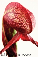 Darlingtonia%20Californica (thumbnail)