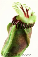 Cephalous%20Follicularis%20Green%20W (thumbnail)