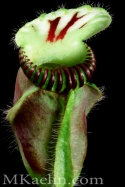 Cephalotus%20Follicularis%20Green%20B (thumbnail)