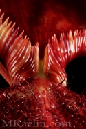 N.%20Lowii%20x%20Ventricosa%20Converge%20B (thumbnail)