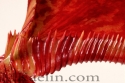 N.%20Lowii%20x%20Ventricosa%20Jaw%20W (thumbnail)