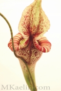 Nepenthes%20Dyeriana%20Backside (thumbnail)