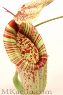 Nepenthes%20Dyeriana%20Frontside%20W (thumbnail)