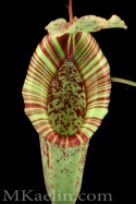 Dyeriana%20Frontal (thumbnail)