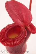 N.%20Ventricosa%20x%20Trusmadiensis%20W (thumbnail)