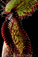 Nepenthes%20Hamata%20Frontside%20B (thumbnail)