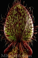 Nepenthes%20Hamata%20Backside%20B (thumbnail)