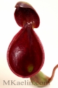 Nepenthes%20Lowii%20Frontside%20W (thumbnail)