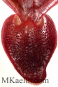 Nepenthes%20Lowii%20Under%20W (thumbnail)