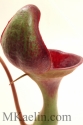 Nepenthes%20Lowii%20Backside%20W (thumbnail)