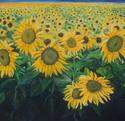 Sunflower Study II Sunflower%20Study%20II (thumbnail)