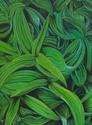 Helleborne Helleborne (thumbnail)