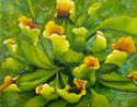 Green & Yellow Pitcher Plants