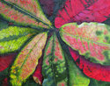 Leaves