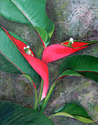 Heliconia