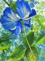 Blue Hibiscus