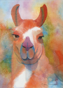 Llama