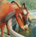 Drinking Goat