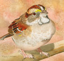 White-throated Sparrow