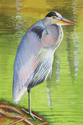 Blue Heron