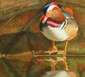 Mandarin
