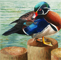 Wood Duck