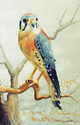 American Kestrel