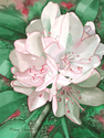 White Rhododendron