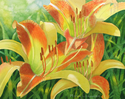 Daylilies