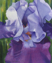 Purple Iris