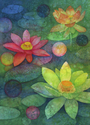 Lotus Blossoms