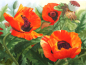Carole's Poppies