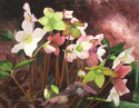 Winter Blooms