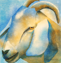 Blue Goat