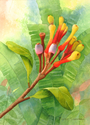 Brazilian Mistletoe