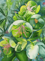 Helleborus Foetidus