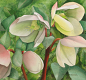 Ivory Prince (Helleborus Walhelivor)