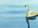 Swan