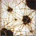 Burn Image
