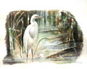 Egret