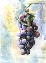 Grapes