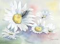 Daisies
