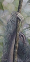 Michelle McCune, DVM - Painting three-toed sloth, sloth, Costa Rica, animals of the rain forest, central american animals, wildlife art, art for conservation - Painting