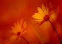 Photography--Color-FloralFT 1